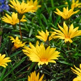 Colorado Gold Gazania